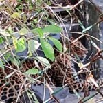 Visit to Pradyuman Park Zoo (5)