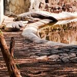 Visit to Pradyuman Park Zoo (6)