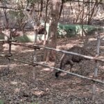 Visit to Pradyuman Park Zoo (7)